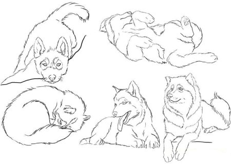 Наброски собаки в разных позах
