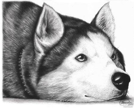 Хаски рисунок карандашом
