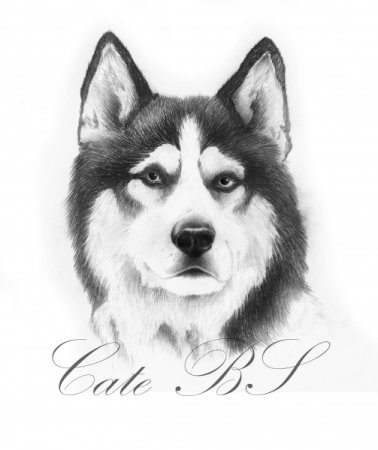 Сибирский хаски рисунок карандашом