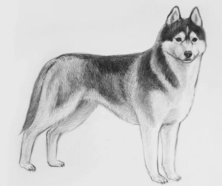 Хаски рисунок карандашом