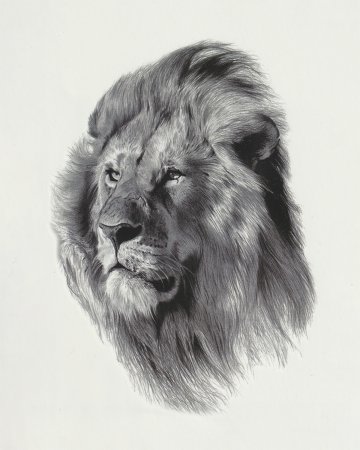 Лев карандашом