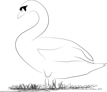 Лебеди (птицы)