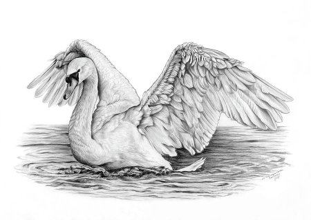 Лебедь рисунок