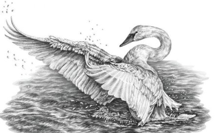 Лебедь рисунок