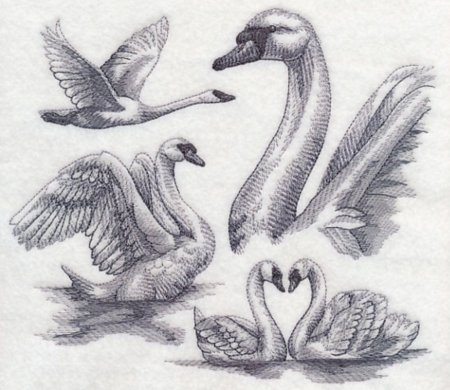 Лебедь рисунок карандашом