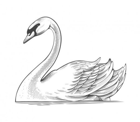 Рисунок лебедя для срисовки