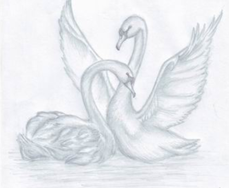 Лебедь рисунок карандашом