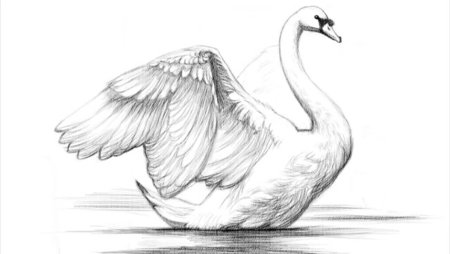 Лебедь рисунок карандашом