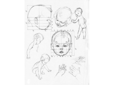 Пропорции детского лица рисунок