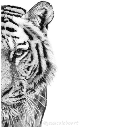 Рисунок тигр эскиз (50 фото)