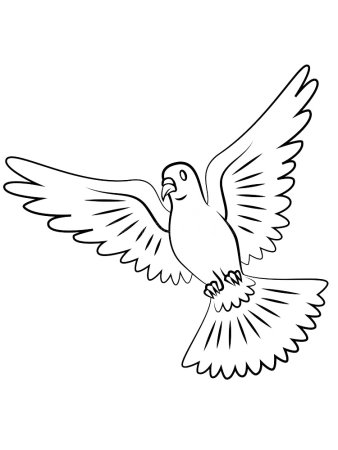 Голубь раскраска