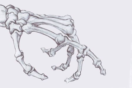 Кисть руки кости референс