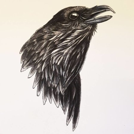Ворон набросок