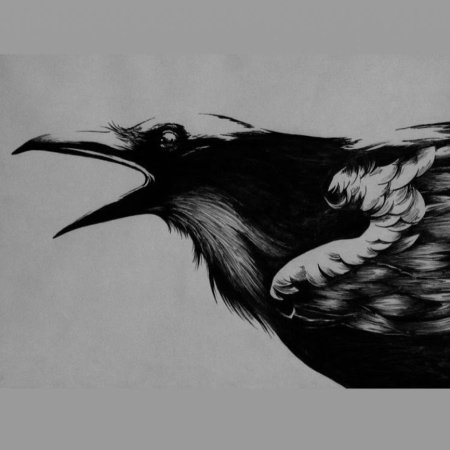 Ворон черно белый