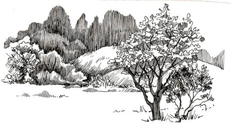 Зарисовки кустарников