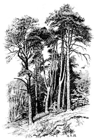 Графика природа тушью