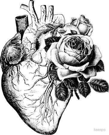 Сердце эскиз