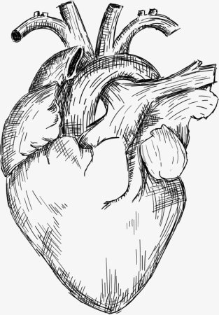 Сердце скетч
