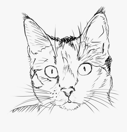 Портрет кошки карандашом