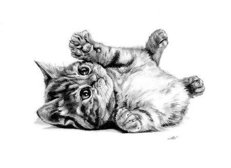 Котенок Графика