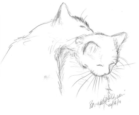 Зарисовка кота карандашом