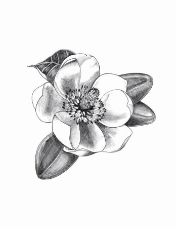 Тропические цветы тату эскизы