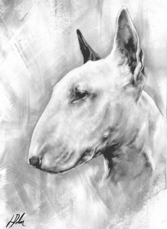 Бультерьер карандашом