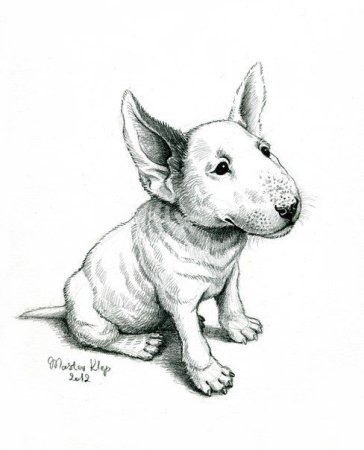 Бультерьер набросок