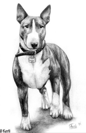 Бультерьер эскиз