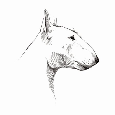 Набросок головы собаки