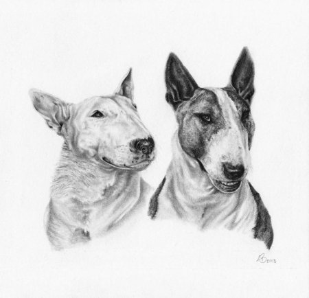 Бультерьер карандашом