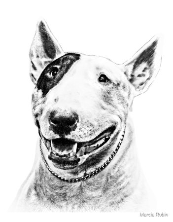 Ramil с бультерьером