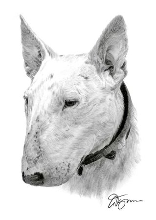 Бультерьер в профиль эскиз