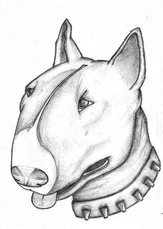 Бультерьер карандашом