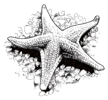 Морская звезда рисунок