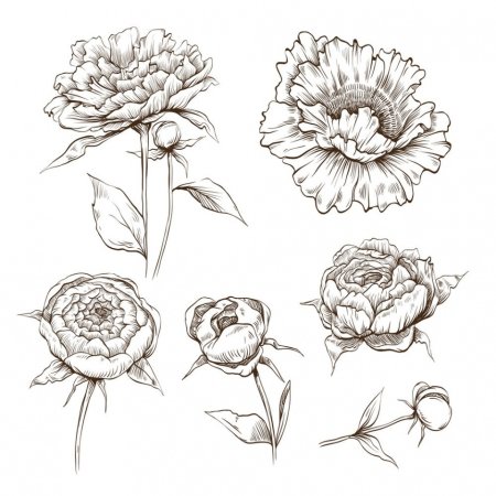 Бутон пиона эскиз