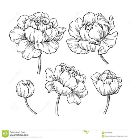 Трафарет пионы для рисования