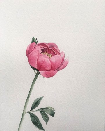 Бутон пиона эскиз