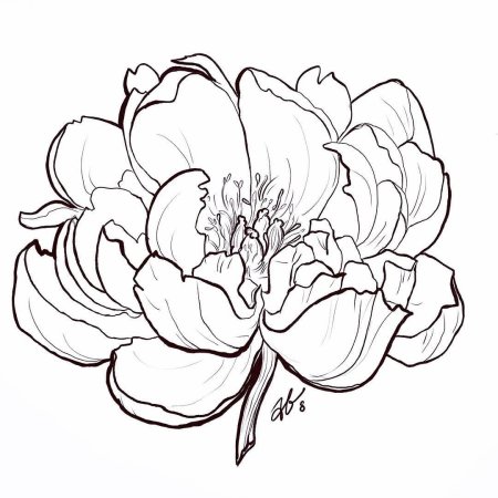 Пионы для плоттера