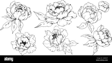 Векторный эскиз пионов