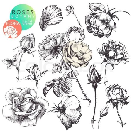 Татуировка бутон пиона эскиз