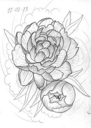 Пион узколистный