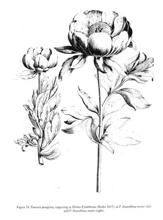 Пионы карандашом