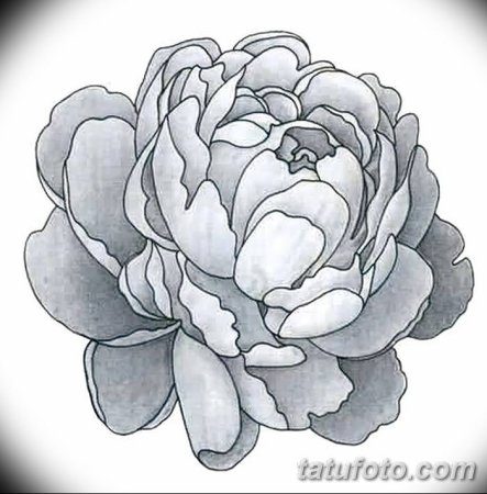 Пион иконка