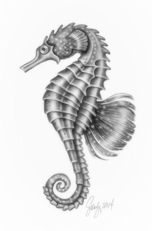 Морской конек Графика