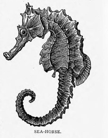 Морской конек рисунок