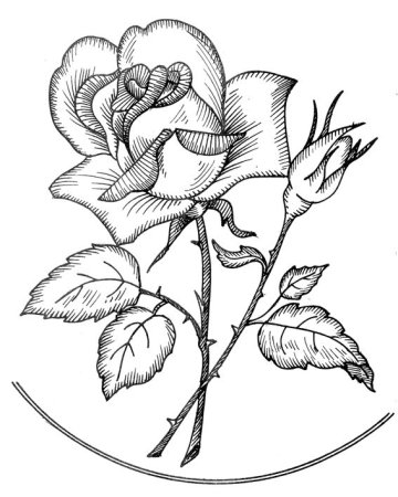 Эскизы для выжигания по дереву