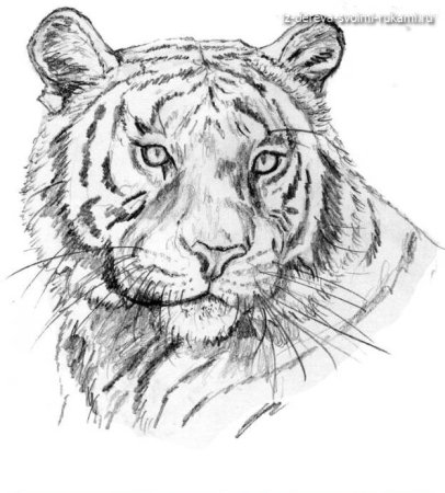 Рисунки для выжигания