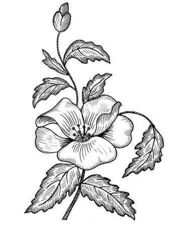 Цветы рисунок