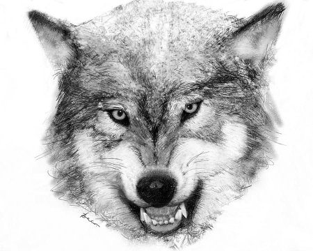 Морда волка рисунок